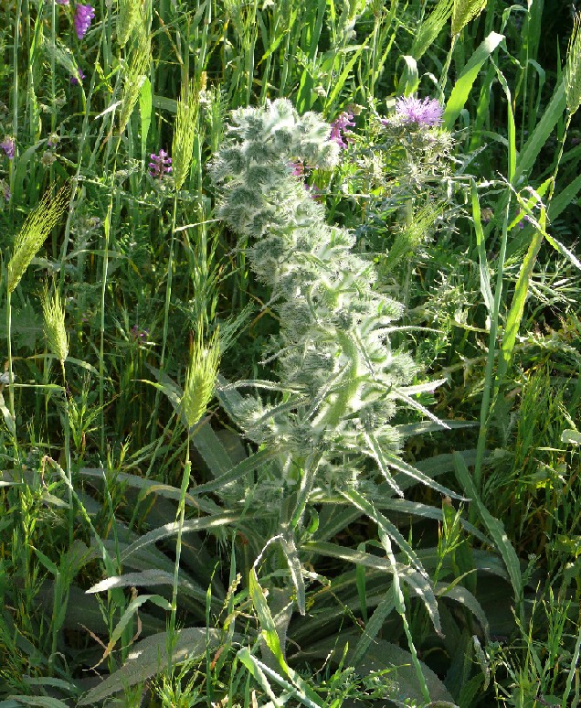 Solenanthus apenninus? No, Echium italicum