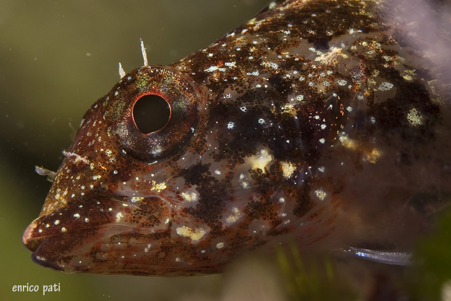 Dubbi sull''identificazione Trypterigion delaisi femmina