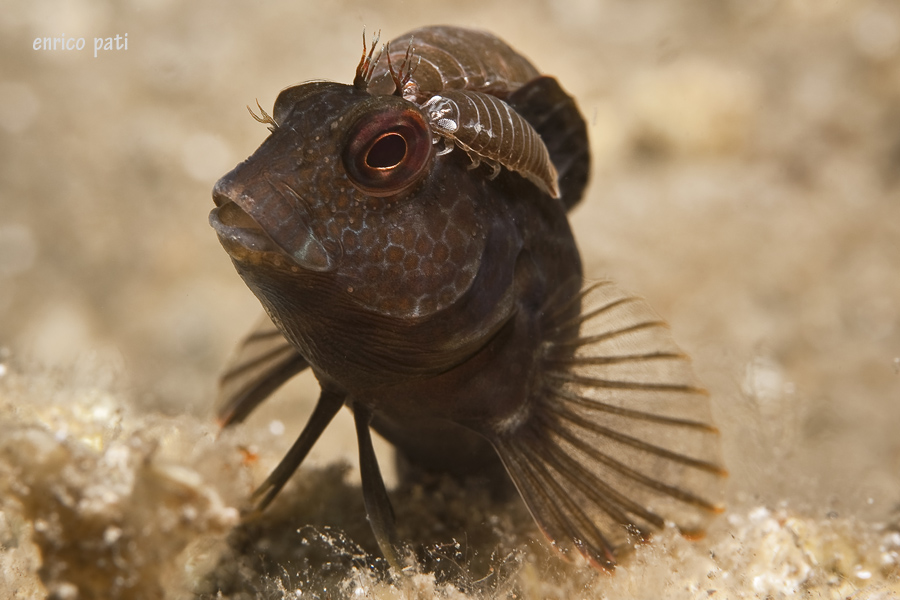 Parablennius pilicornis parassitato da Anilocra cf. frontalis