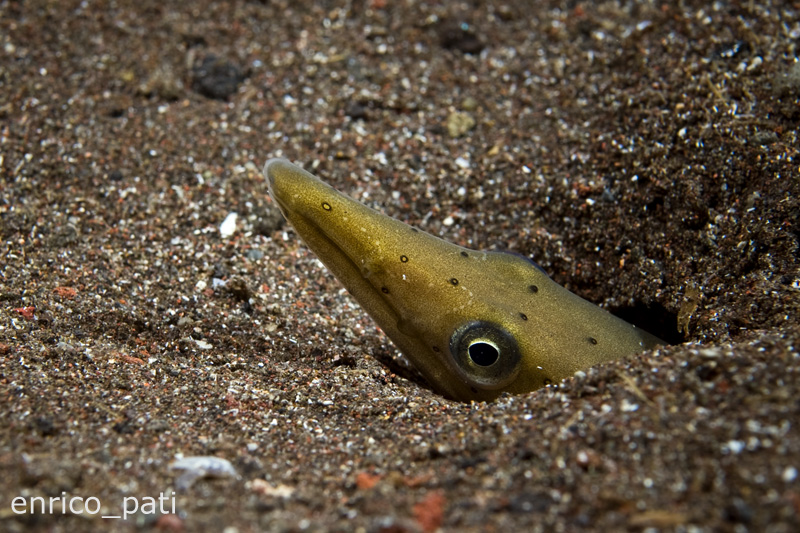 Aiuto identificazione 2 (Ophisurus serpens)