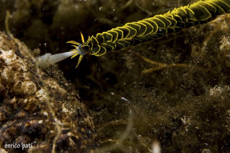 Nereiphylla paretti