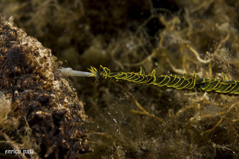 Nereiphylla paretti