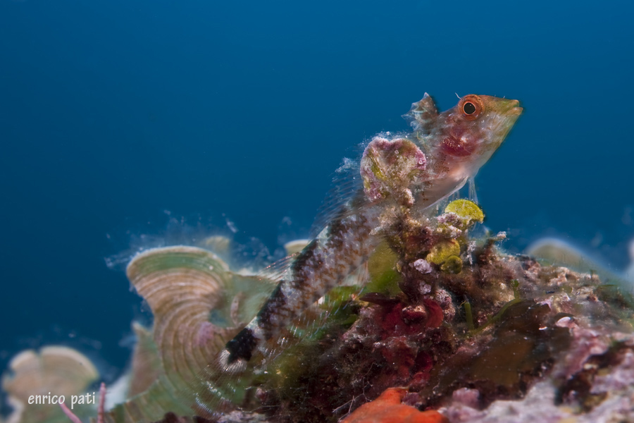 Dubbi sull''identificazione Trypterigion delaisi femmina