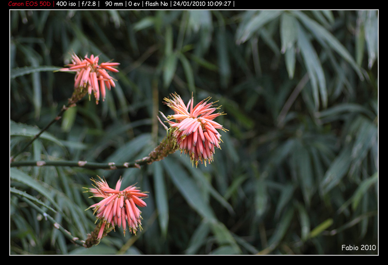 Aloe arborescens