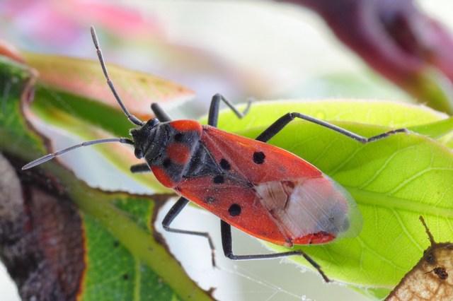 Conferma Heteroptera - Pyrrhocoris