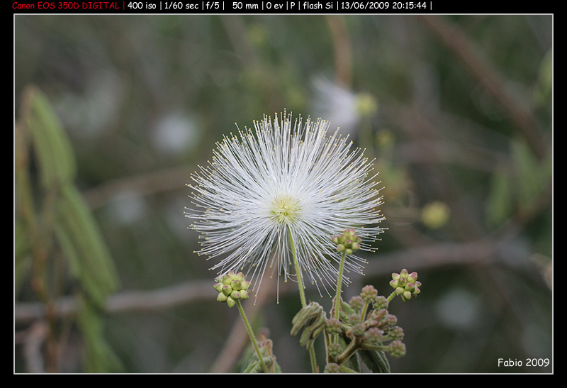 Albizia sp.