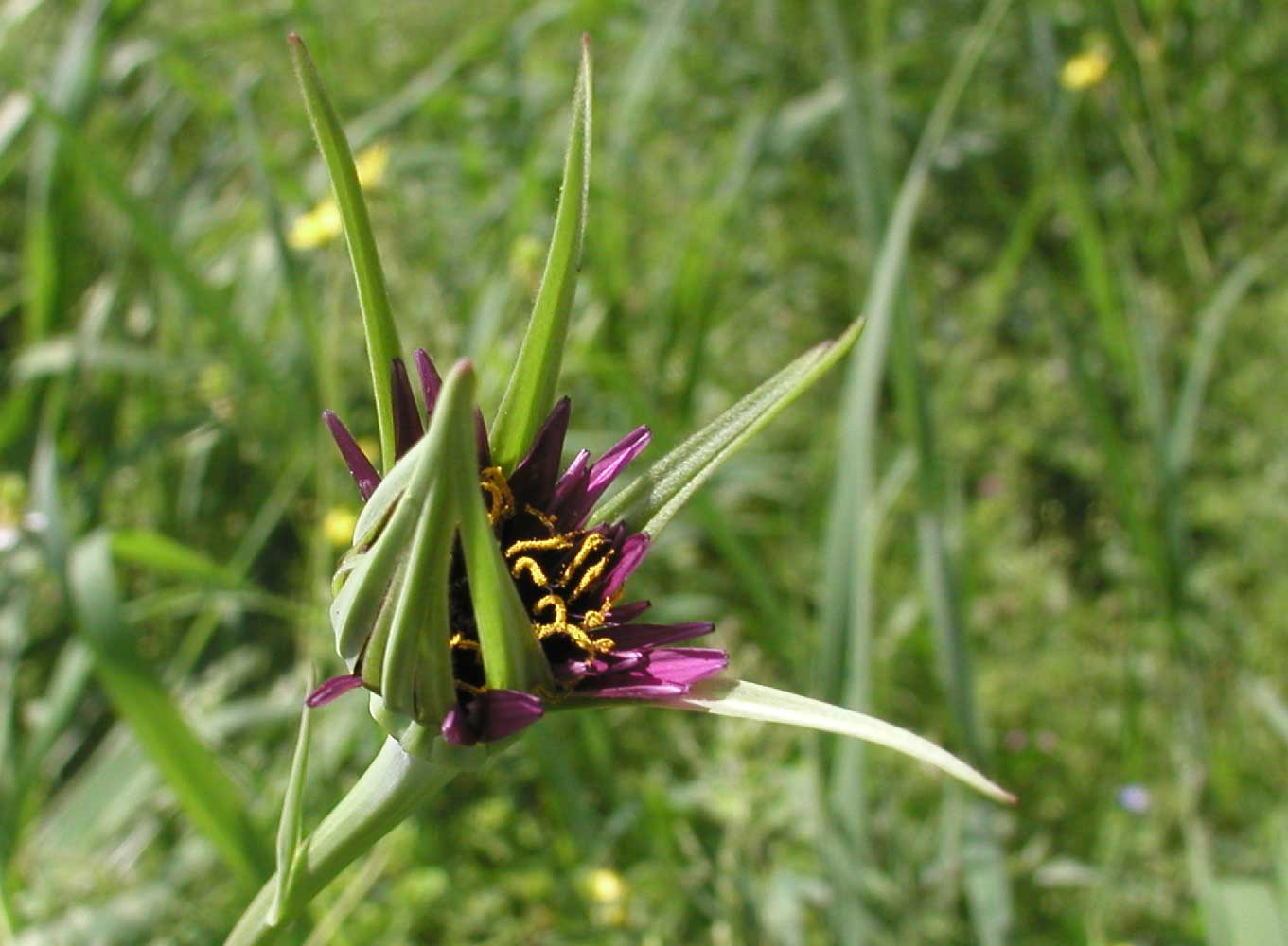 Tragopogon porrifolius