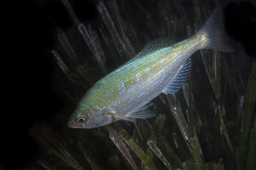 Che pesci sono? (Spicara maena e Serranus cabrilla by night)