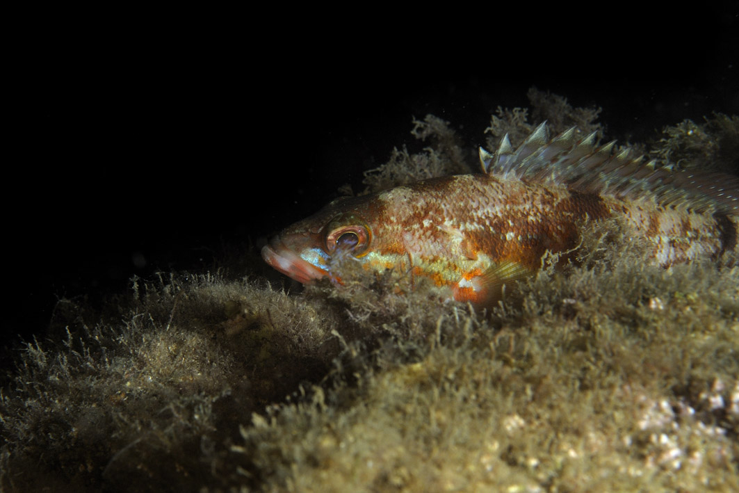 Che pesci sono? (Spicara maena e Serranus cabrilla by night)