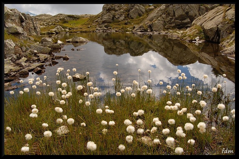 Eriophorum scheuchzeri / Erioforo rotondo