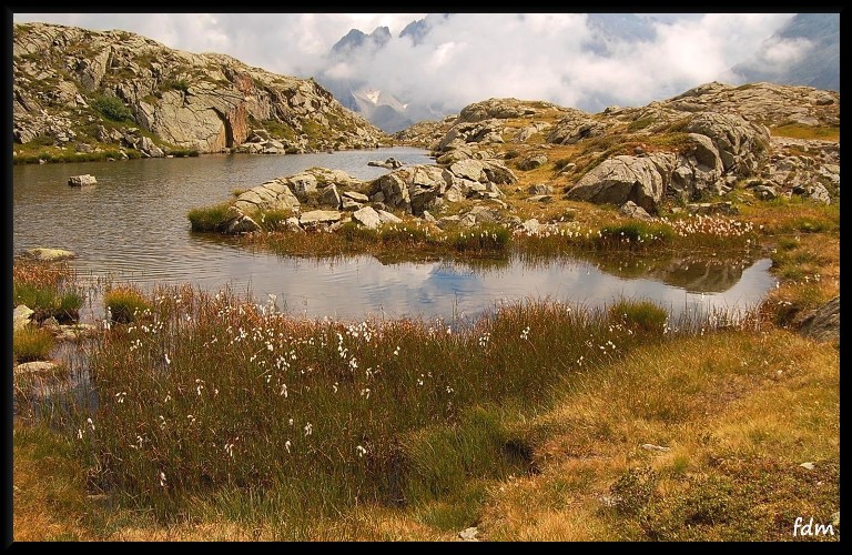 Eriophorum scheuchzeri / Erioforo rotondo