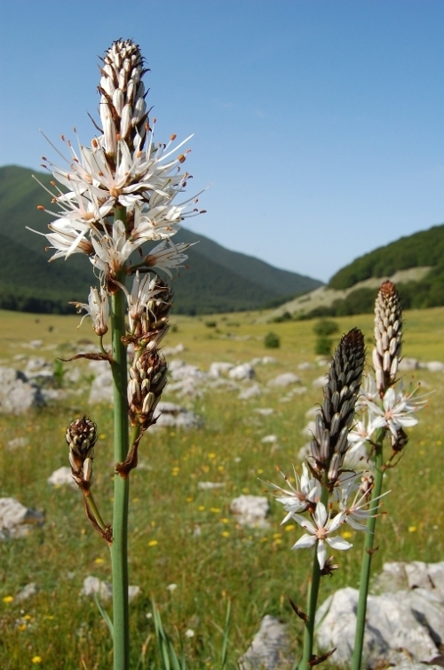 Appennino centrale - monti Ernici - salita al pizzo Deta