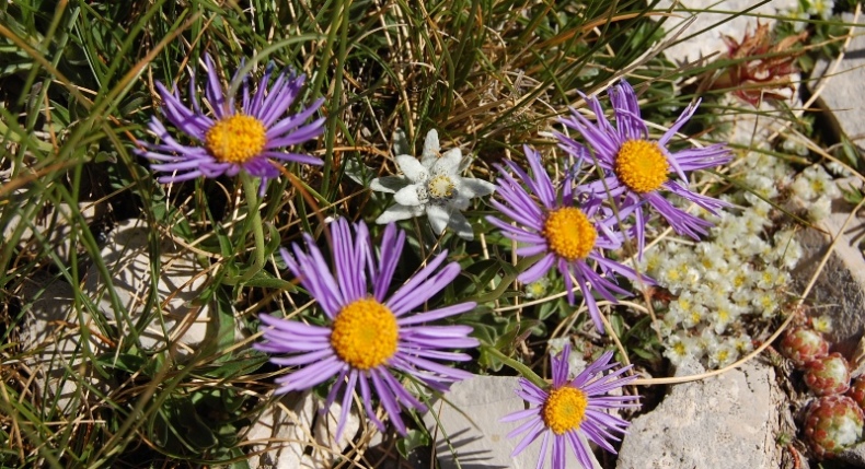 Leontopodium nivale / Stella alpina  appenninica