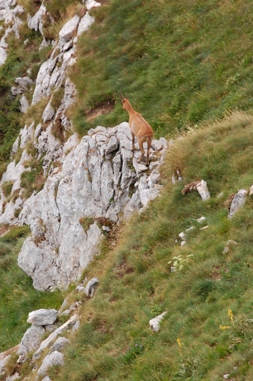 PNA - Nel regno del camoscio d''Abruzzo - monti della Meta