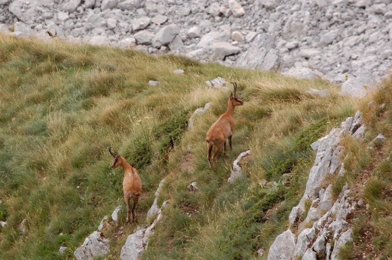 PNA - Nel regno del camoscio d''Abruzzo - monti della Meta