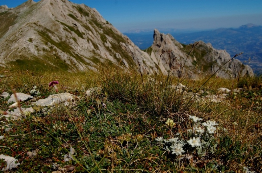 Leontopodium nivale / Stella alpina  appenninica