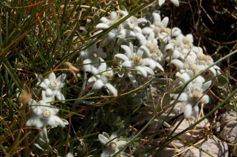 Leontopodium nivale / Stella alpina  appenninica