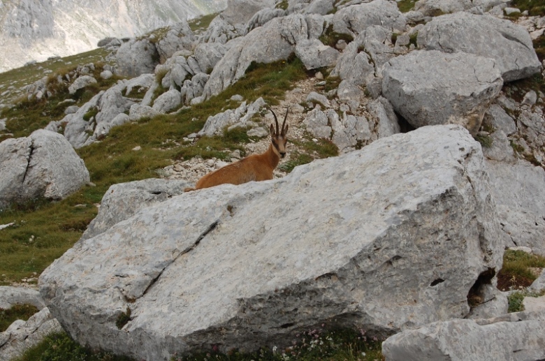 PNA - Nel regno del camoscio d''Abruzzo - monti della Meta