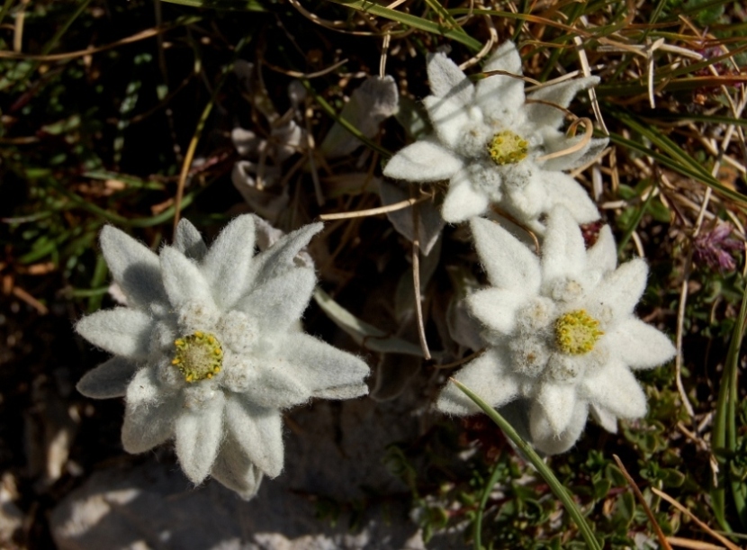 Leontopodium nivale / Stella alpina  appenninica