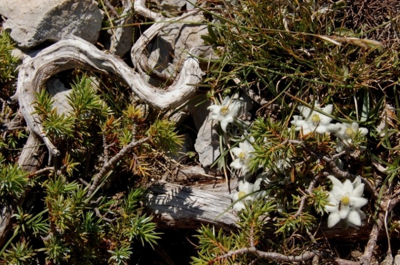 Leontopodium nivale / Stella alpina  appenninica