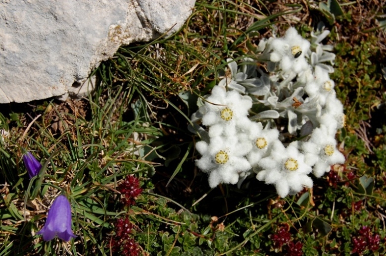 Leontopodium nivale / Stella alpina  appenninica