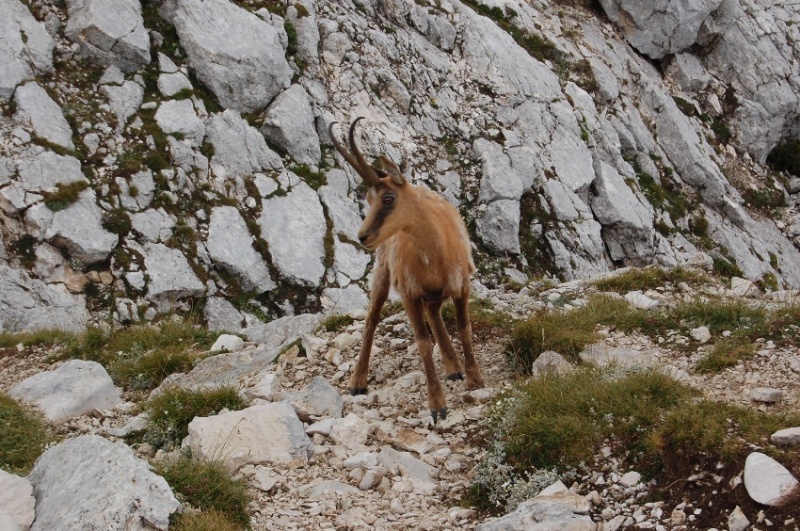 PNA - Nel regno del camoscio d''Abruzzo - monti della Meta