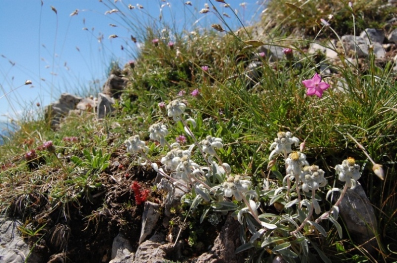 Leontopodium nivale / Stella alpina  appenninica