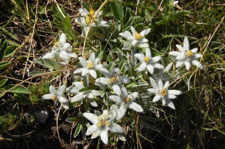 Leontopodium nivale / Stella alpina  appenninica