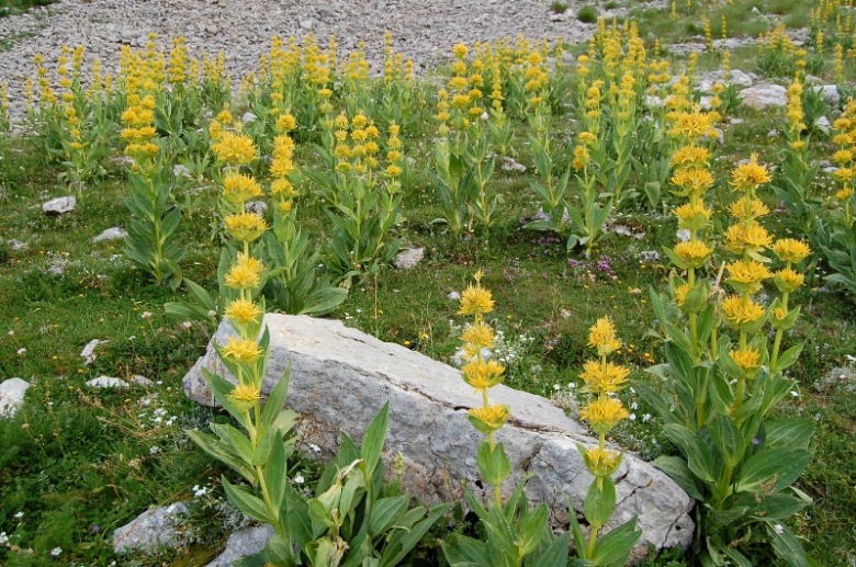 PNA - Nel regno del camoscio d''Abruzzo - monti della Meta