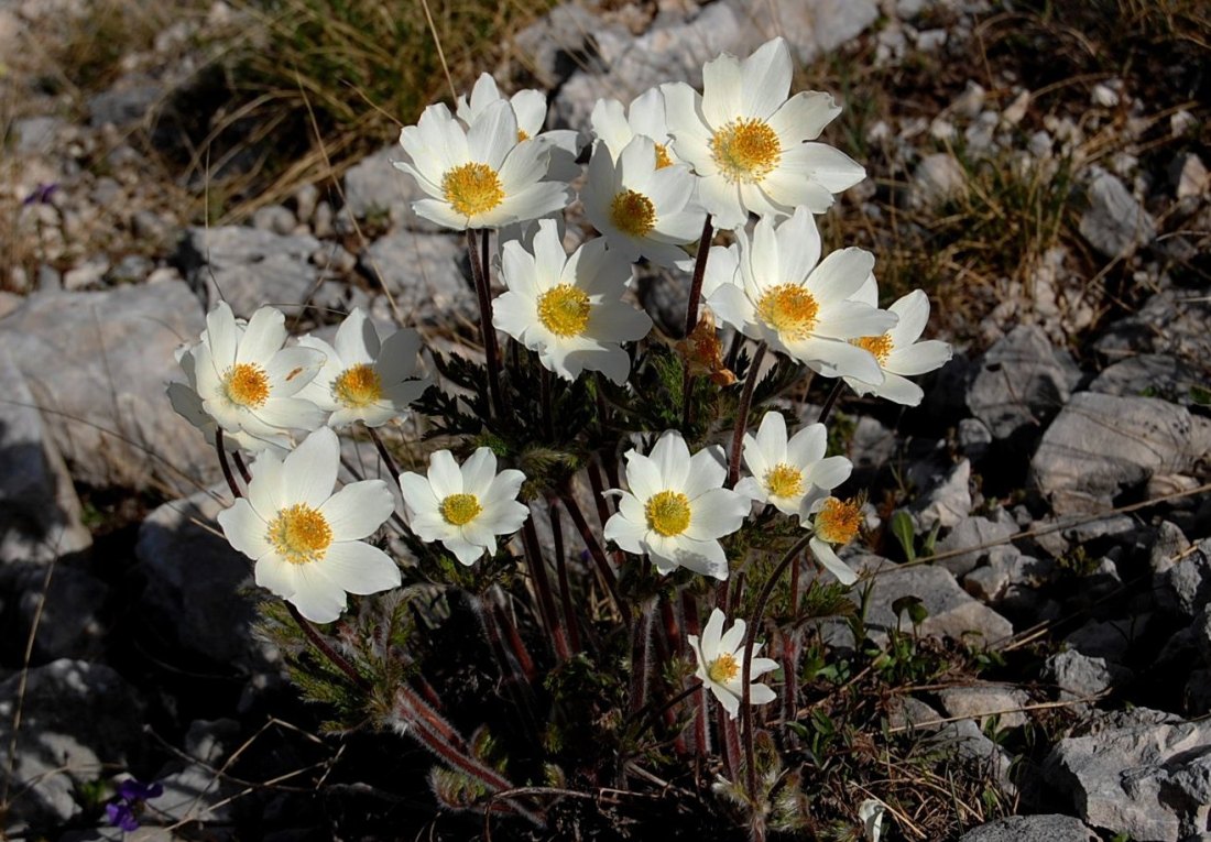 Majella d''acqua, di neve e di fiori.