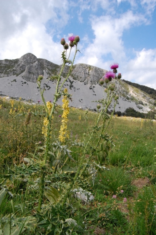 PNA - Nel regno del camoscio d''Abruzzo - monti della Meta