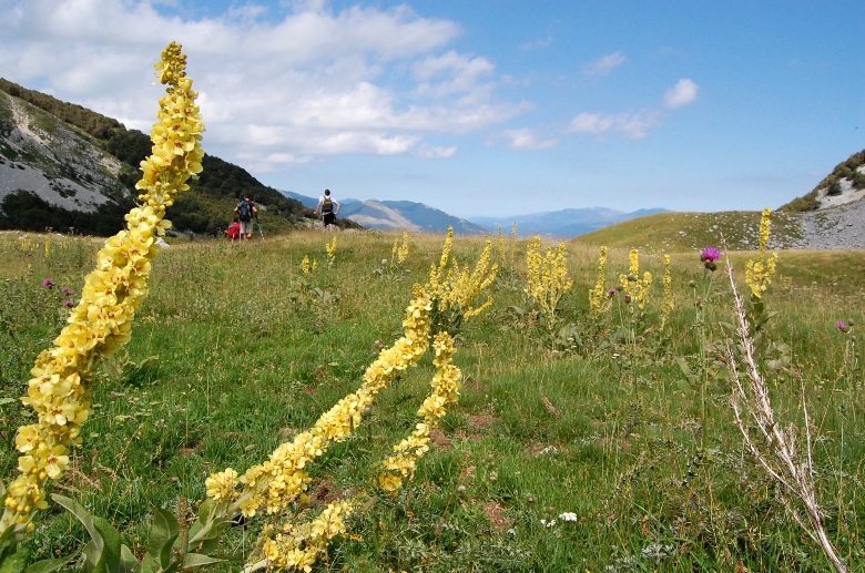 PNA - Nel regno del camoscio d''Abruzzo - monti della Meta