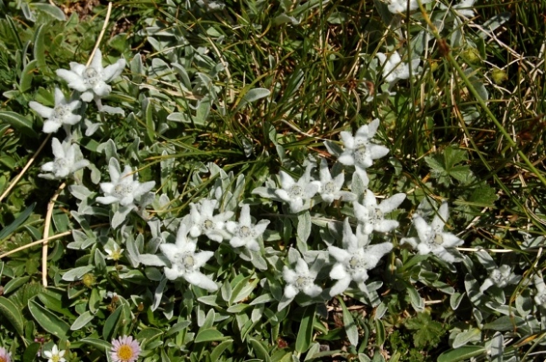 Leontopodium nivale / Stella alpina  appenninica