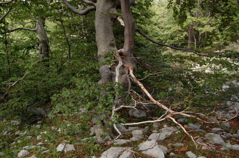 PNA - Nel regno del camoscio d''Abruzzo - monti della Meta