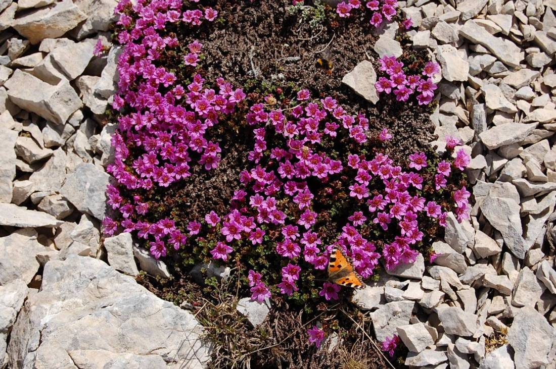 Majella d''acqua, di neve e di fiori.