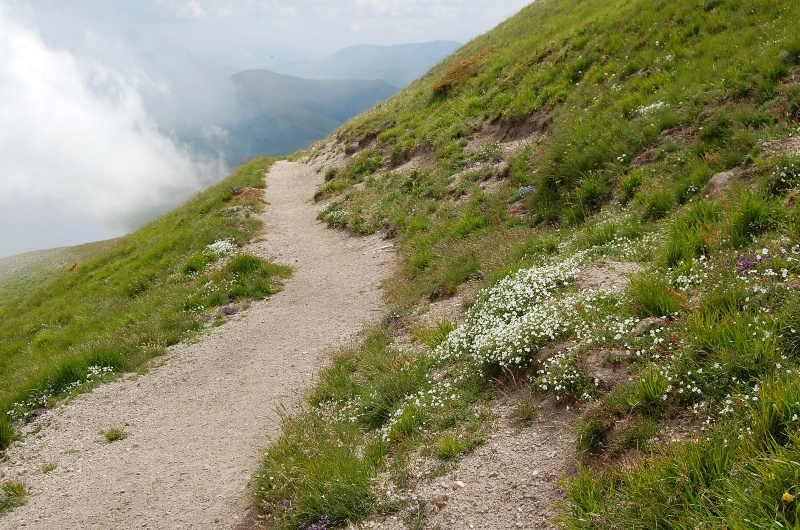 Fioriture dei monti Sibillini - mi date un po'' di nomi?