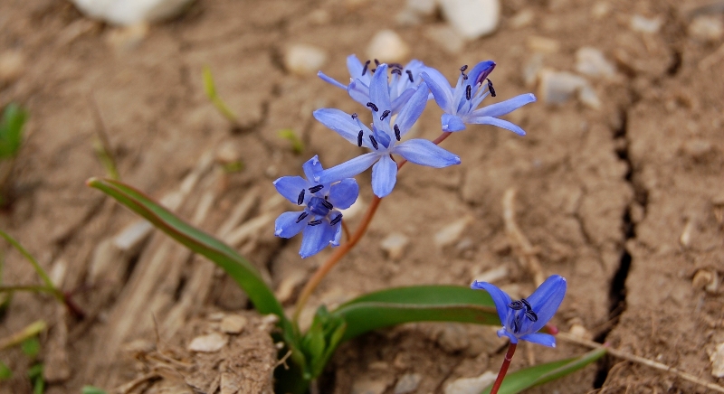 Fioriture dei monti Sibillini - mi date un po'' di nomi?