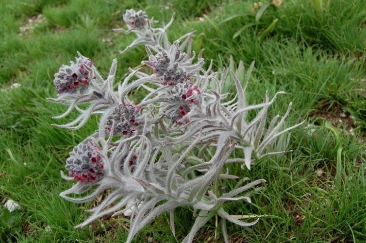 Fioriture dei monti Sibillini - mi date un po'' di nomi?