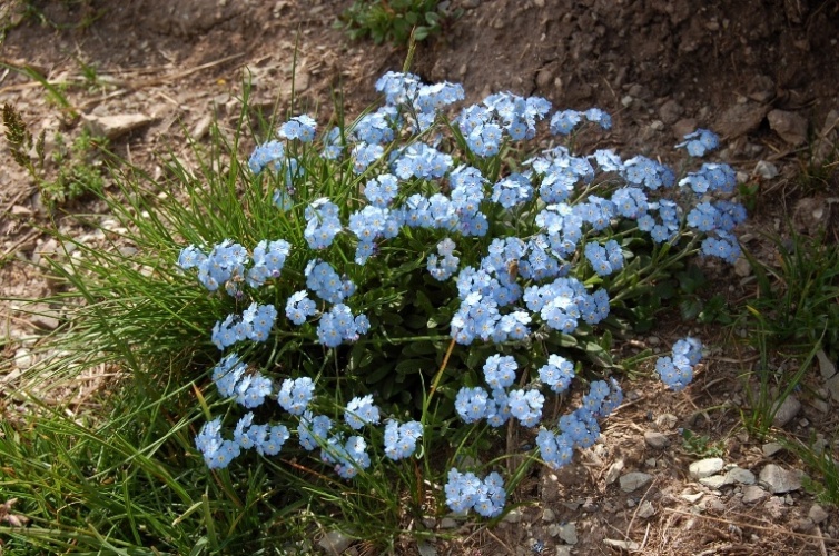 Fioriture dei monti Sibillini - mi date un po'' di nomi?