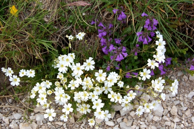 Fioriture dei monti Sibillini - mi date un po'' di nomi?