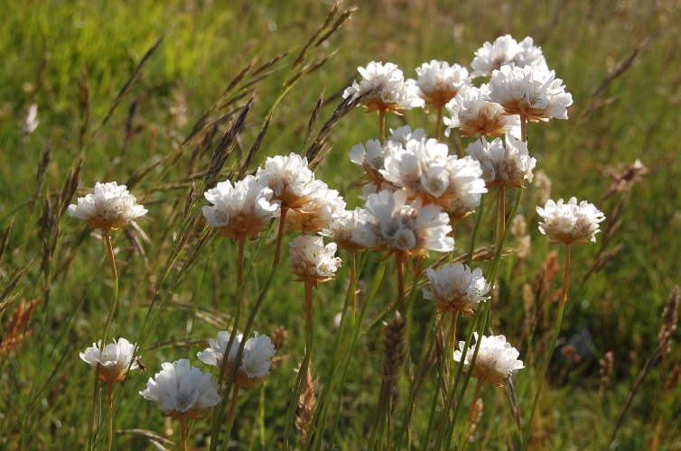 Fioriture dei monti Sibillini - mi date un po'' di nomi?