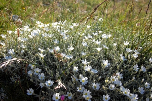 Fioriture dei monti Sibillini - mi date un po'' di nomi?