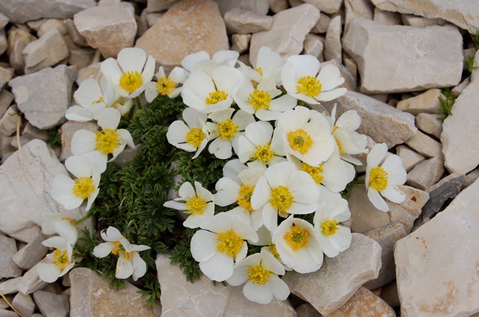 Fioriture dei monti Sibillini - mi date un po'' di nomi?