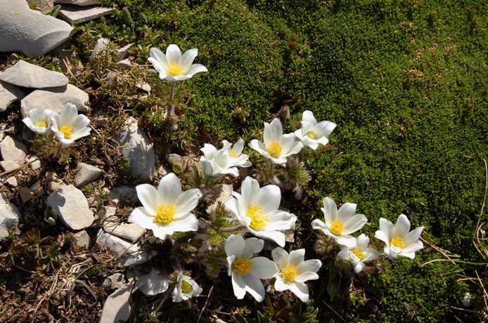 Fioriture dei monti Sibillini - mi date un po'' di nomi?