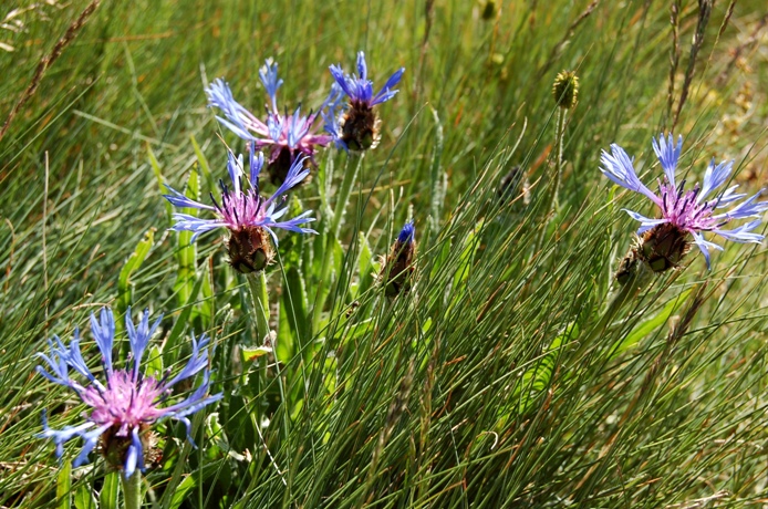 Fioriture dei monti Sibillini - mi date un po'' di nomi?