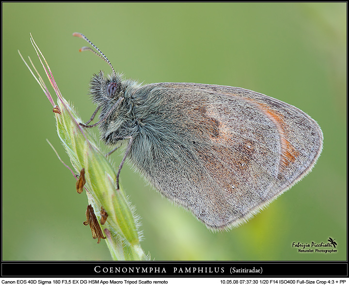 Coenonympha pamphilus