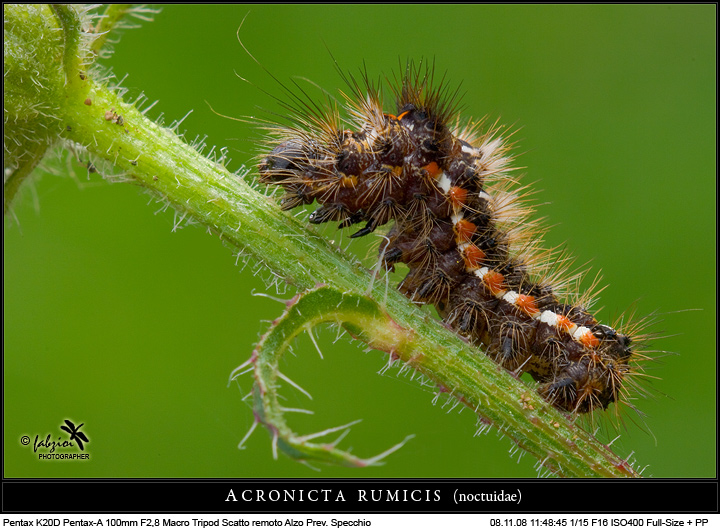 Acronicta rumicis - Noctuidae