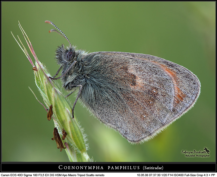 Coenonympha pamphilus