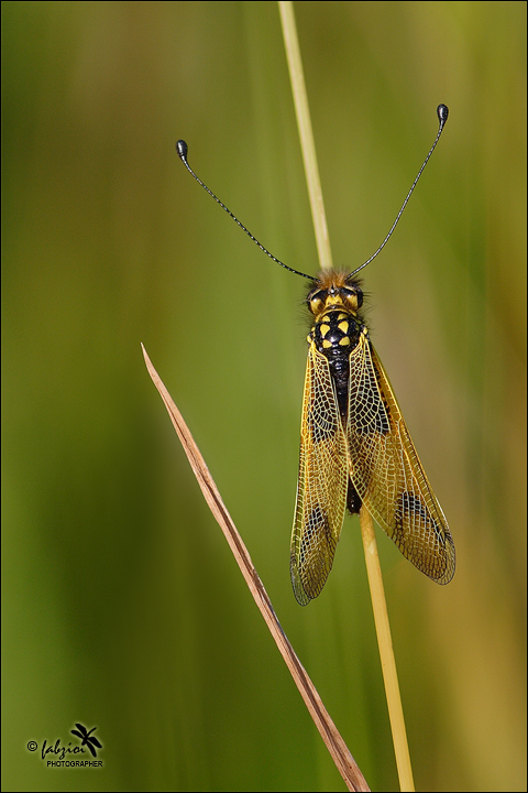 Libelloides