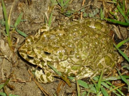 Accoppiamento di Bufo bufo